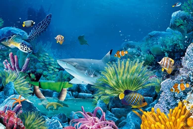 1357x883 Sea Life Backgrounds By Colin Fichtner