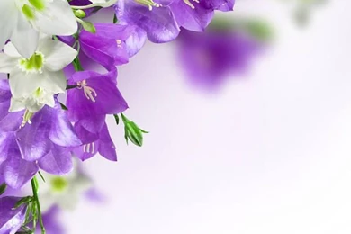 Spring Backgrounds With White And Purple Flowers