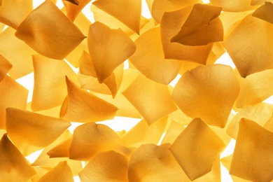 1600 Series II Flowers Backgrounds 13705   Flower Backgrounds   Flowers