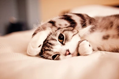 Cute Funny Backgrounds Wallpapers