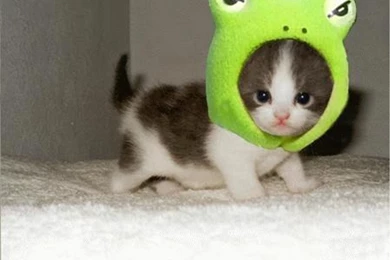 22425) Funny Cute Cool Backgrounds Wallpapers Attachment   WalOps.com