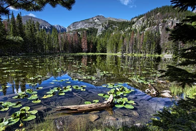 Water Mountain Forest Nature Lake Mountains Reflection Forest ...