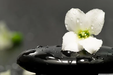 Creative Zen Wallpapers