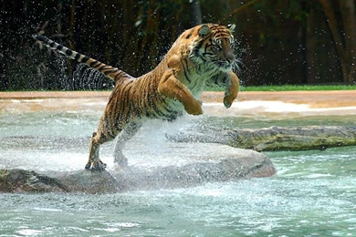 Water Tigers Wet Jump Powerful Wallpapers