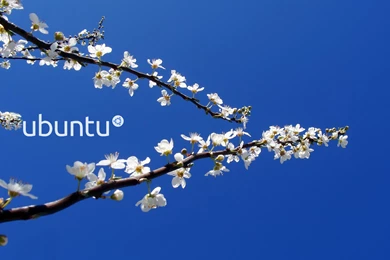 Wallpapers Ubuntu 1004