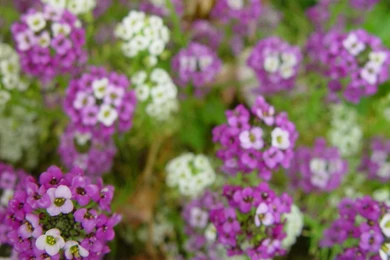 Backgrounds Public Domain Wallpapers