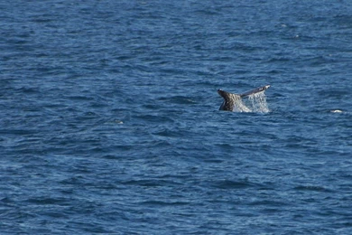 Wallpapers Fre: Backgrounds Wallpapers Ocean