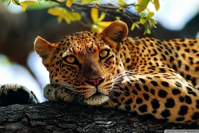 Image Leopard Wallpaper.jpg Cats Wiki Wikia