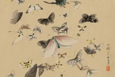 Butterfly Backgrounds Wallpapers Free Stock Photo   Public Domain ...