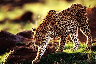 Cheetah Animal Wallpapers