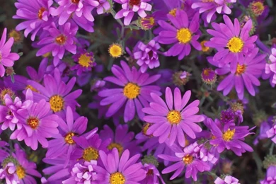 Free Wallpapers For My Phone   Wallpapers High Definition