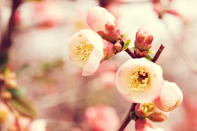 Flowering Quince Wallpapers