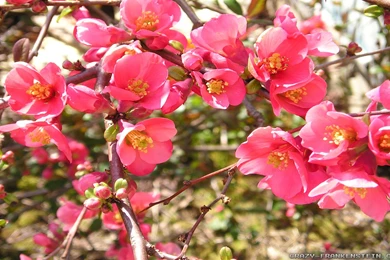 Top Japanese Quince 2 Red Wallpapers