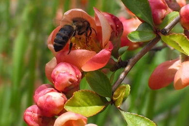 Japanese Quince Flowers