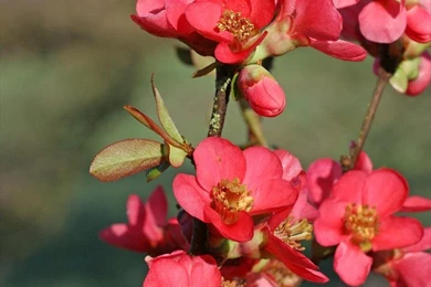 Top Japanese Quince 2 Red Wallpapers