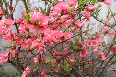 Experiments With Plants: April 2011