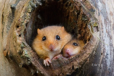 Bing Wallpapers Of The Day, January 03, 2013 @ 18:55