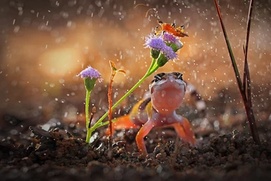 Bing Wallpapers Archive