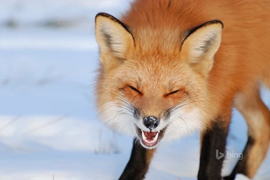 R/foxes/ Bing Wallpapers Of The Day   Imgur