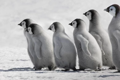 Bing Ice Also Melting Ice Caps Bing Images Global Warming ...