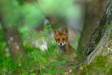 Bing's Picture Of The Day : Foxes