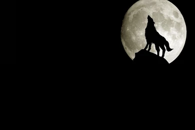 Wolf Howling At Moon Dark Free Wallpapers HD