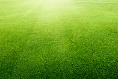 Lawn And Landscaping Backgrounds, Sod Grass Companies