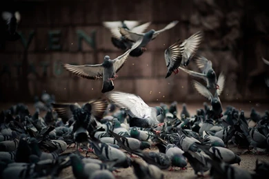 Pigeon Wallpapers Free Download