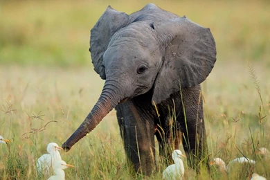 Baby Elephant Wallpapers   Wallpaper.