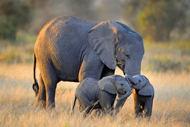 Baby Elephants With Mother Cute Wallpapers HD Download