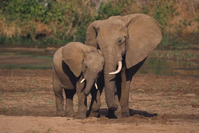 Baby Elephant Wallpapers