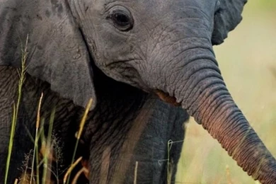 Cute Baby Elephant S4 Wallpapers