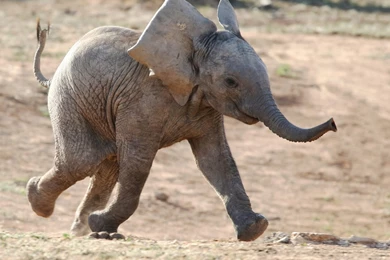 Baby Elephant Running Wallpapers