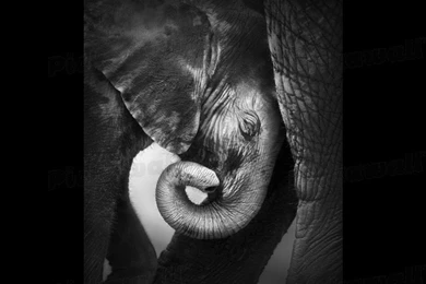 Design Your Own Custom Removable Wallpaper. Image: Mother And Baby ...