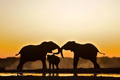 Elephant Picture – Animal Wallpapers   National Geographic Photo Of ...