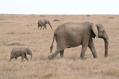 Walk Baby Elephant And Mother Wallpapers