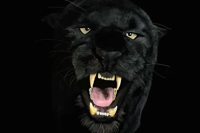 Black Panther Wallpapers, Images, Photos, Pictures & Pics