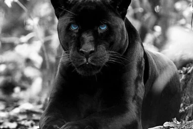 Black Panther Live Wallpapers   Android Apps On Google Play