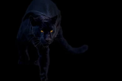 Big Cats,black Panther Black Panther – Lion Wallpapers – Desktop ...