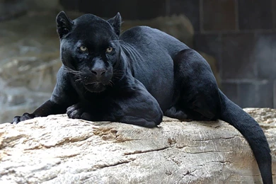 23+ Best HD Black Panther Wallpapers