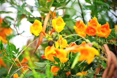 Tropical Flowers Wallpapers