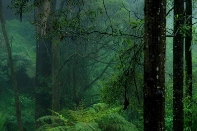 Download Wallpapers Dark Forest (3200 X 1200 Dual Monitor). Desktop ...