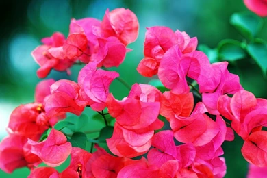 Wallpapers Of The Day: Tropical Flowers