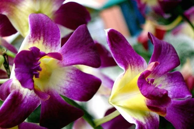 Tropical Flowers On Pinterest