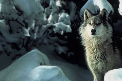 Hd Wallpapers   Wolf Attitude Under Animals Wallpapers, Wallpapers ...