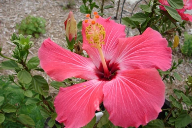 HD Tropical Flowers Wallpapers