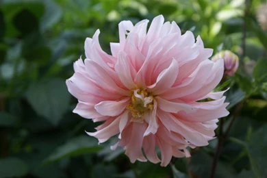 Flower Wallpapers Widescreen