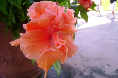 Exotic Tropical Flowers Photos   Just For Sharing