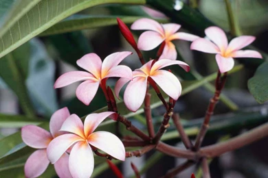 Pictures Of Tropical Flowers   All Wallpapers New