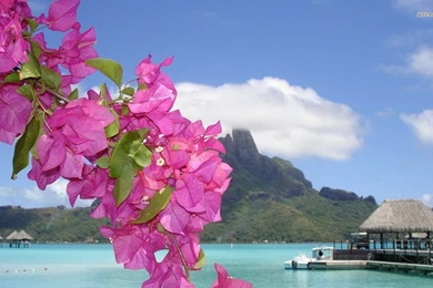 Tropical Beach Flowers Photography Wallpapers